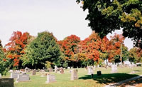 應(yīng)用于陵園、公墓的美國(guó)紅楓鑒賞