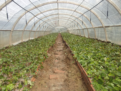 美國(guó)紅楓金紅楓扦插苗