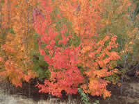 美國(guó)金紅楓