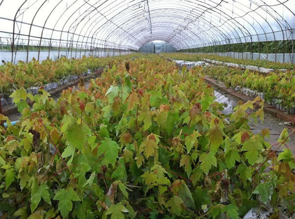 紅點(diǎn)紅楓扦插小苗