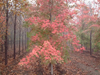 美國(guó)紅楓秋日夢(mèng)幻